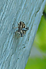 Bothriocera cognita