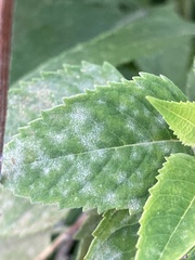 Erysiphaceae