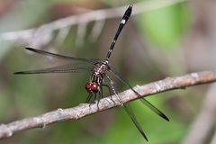 Dythemis velox