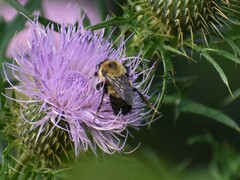 Bombus griseocollis