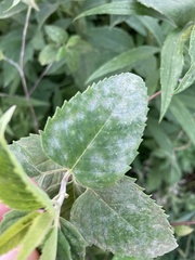 Erysiphaceae