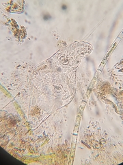 Rotifera