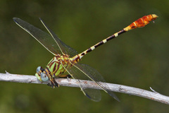 Erpetogomphus designatus