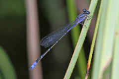Enallagma novaehispaniae