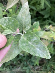 Erysiphaceae