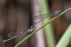 Enallagma novaehispaniae