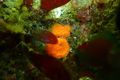 Balanophyllia elegans