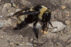 Bombus auricomus