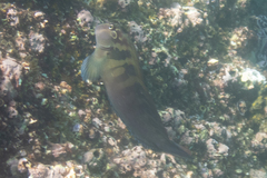 Ophioblennius steindachneri