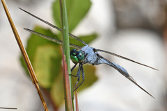 Erythemis simplicicollis
