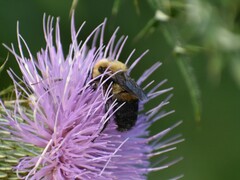 Bombus griseocollis