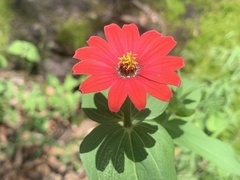 Zinnia peruviana
