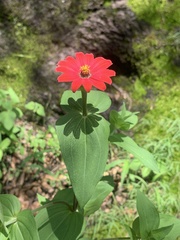 Zinnia peruviana