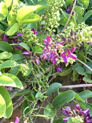 Wisteriopsis reticulata