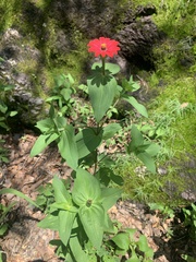 Zinnia peruviana