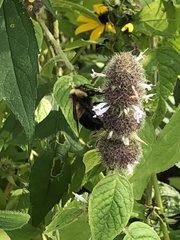 Bombus affinis