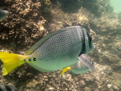 Prionurus laticlavius