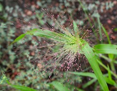 Panicum capillare