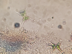 Staurodesmus extensus