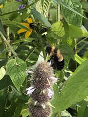 Bombus affinis