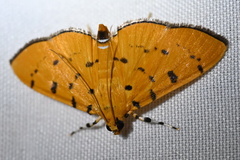 Spilomelinae