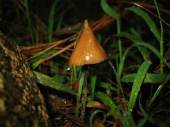 Psilocybe