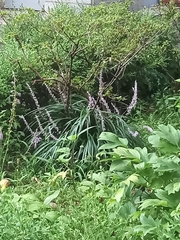 Aloysia macrostachya