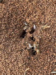 Lasius