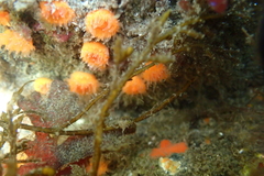 Balanophyllia elegans