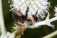 Bombus griseocollis