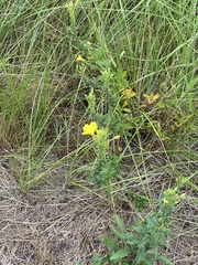 Oenothera parviflora