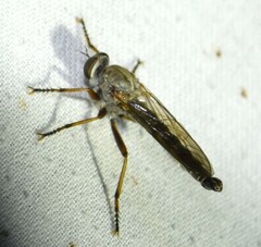 Neomochtherus willistoni