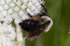 Bombus griseocollis