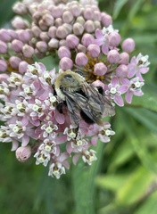 Bombus griseocollis