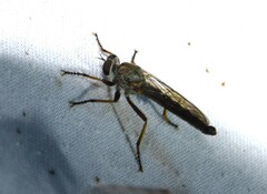 Neomochtherus willistoni