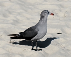 Larus heermanni