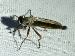 Neomochtherus willistoni