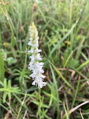 Spiranthes