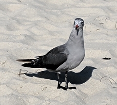 Larus heermanni
