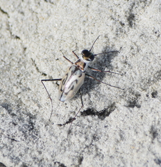 Habroscelimorpha dorsalis