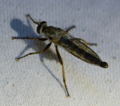 Neomochtherus willistoni