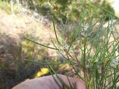 Hakea actites