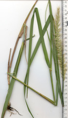 Cenchrus complanatus