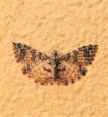 Alucita phricodes