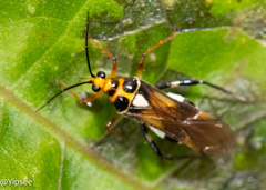 Pachypeltis humerale