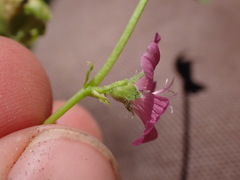 Sidalcea