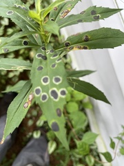 Asteromyia carbonifera