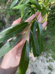 Salix amygdaloides