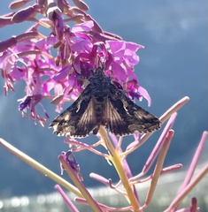 Autographa