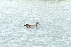 Alopochen aegyptiaca